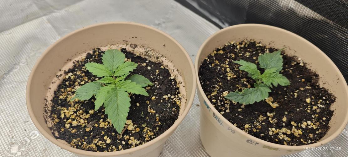 SUPER OG KUSH FAST - Pyramid Seeds. Week 1