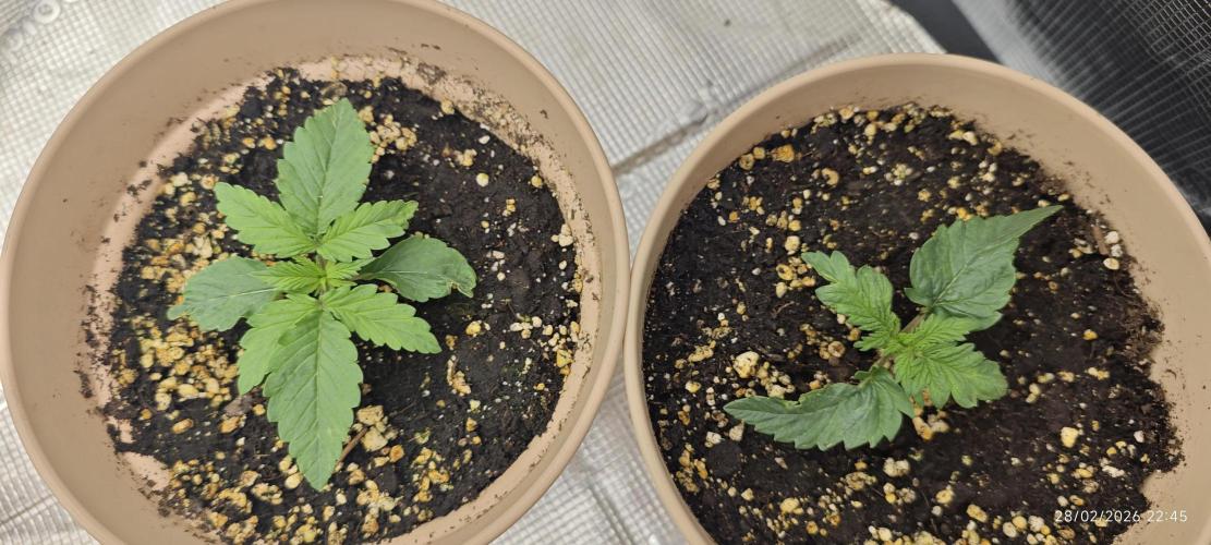 SUPER OG KUSH FAST - Pyramid Seeds. Week 1