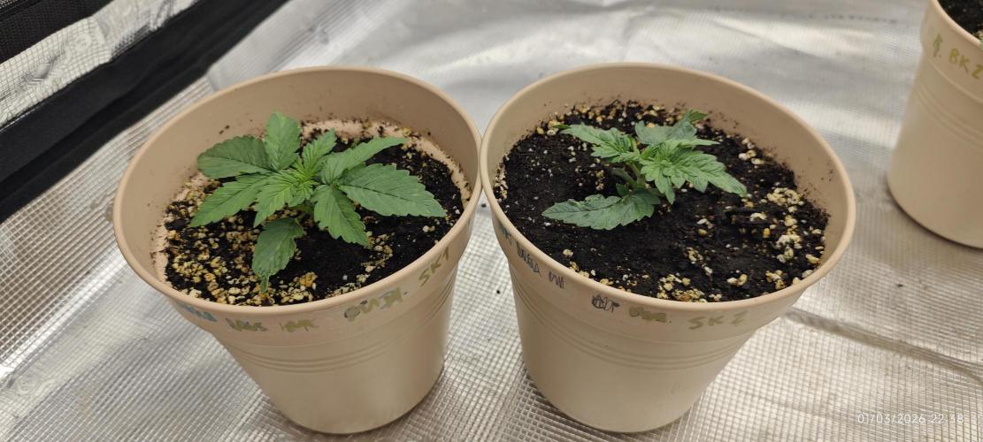 SUPER OG KUSH FAST - Pyramid Seeds. Week 1