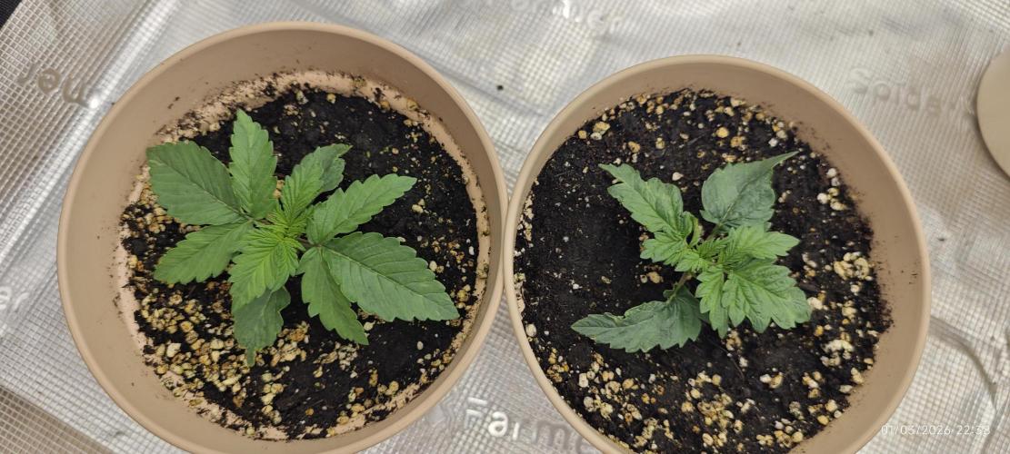 SUPER OG KUSH FAST - Pyramid Seeds. Week 1