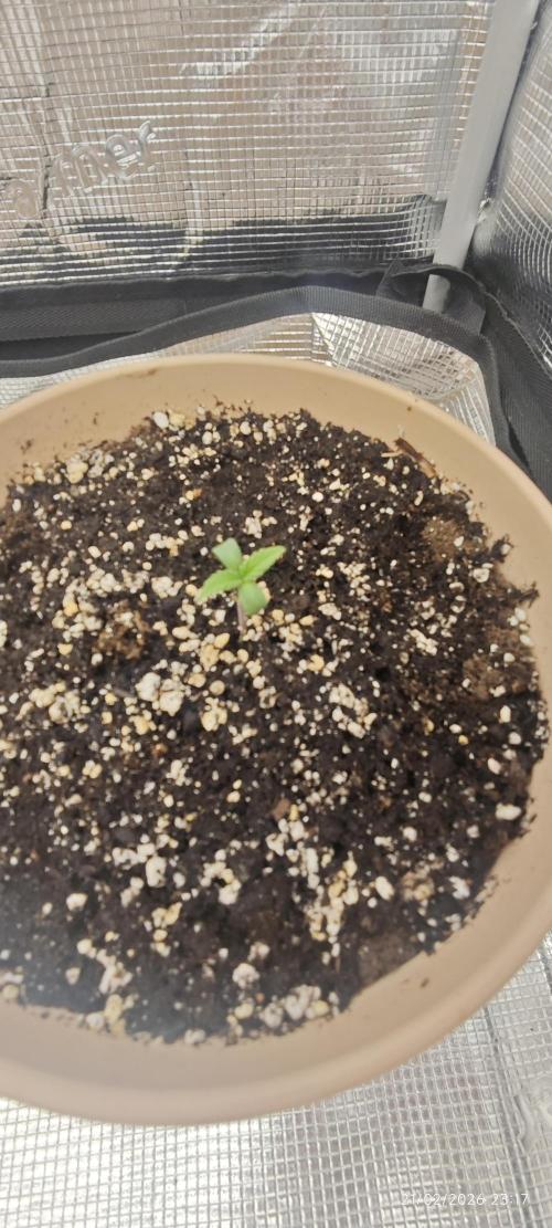 GORILLA ZKITTLEZ - Barney's Farm. Week 1