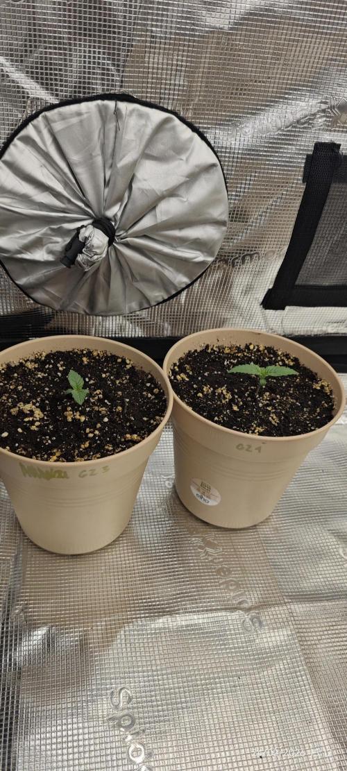 GORILLA ZKITTLEZ - Barney's Farm. Week 1