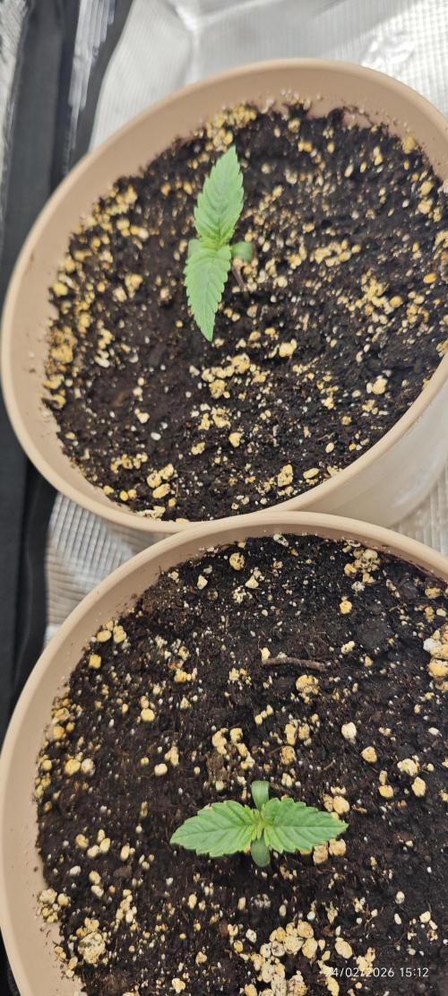 GORILLA ZKITTLEZ - Barney's Farm. Week 1