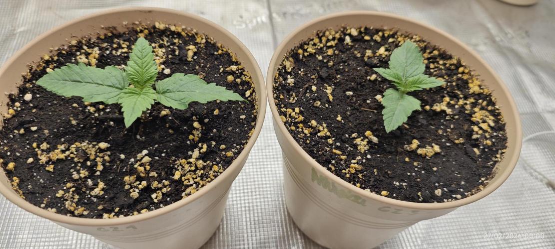 GORILLA ZKITTLEZ - Barney's Farm. Week 1