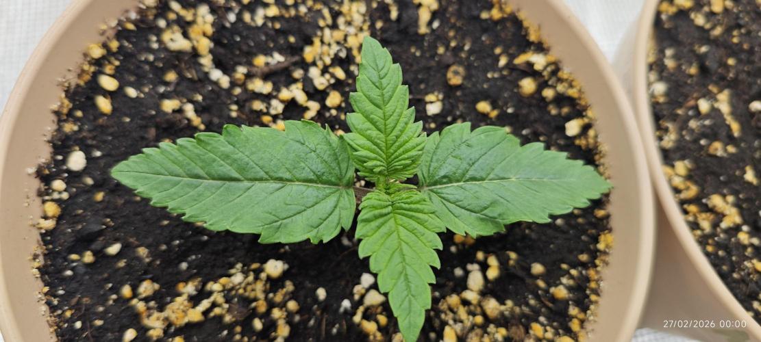 GORILLA ZKITTLEZ - Barney's Farm. Week 1