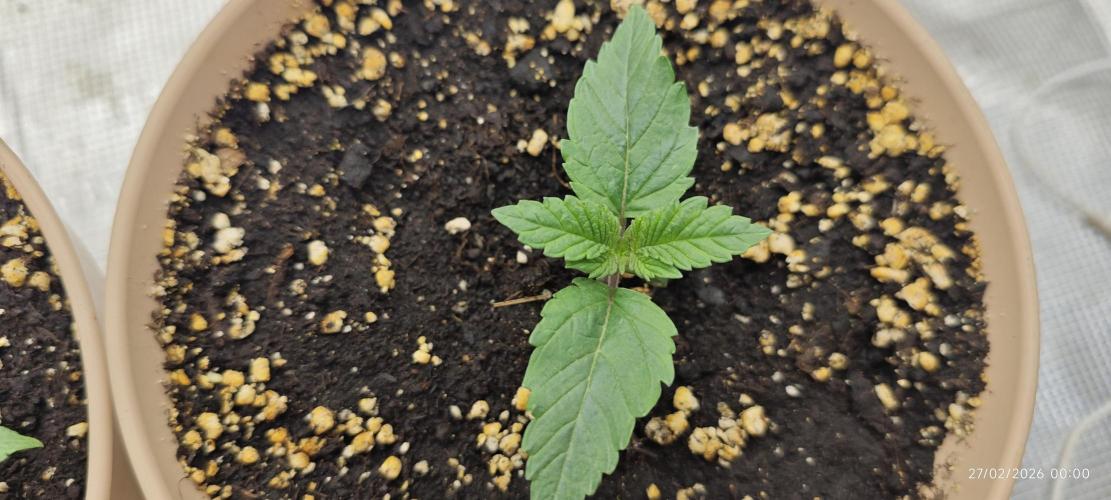 GORILLA ZKITTLEZ - Barney's Farm. Week 1