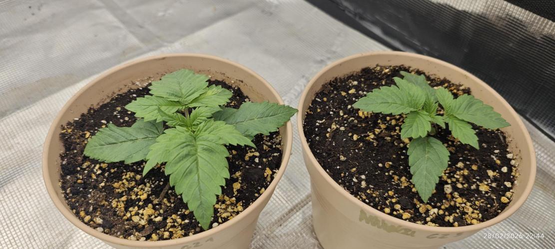 GORILLA ZKITTLEZ - Barney's Farm. Week 1