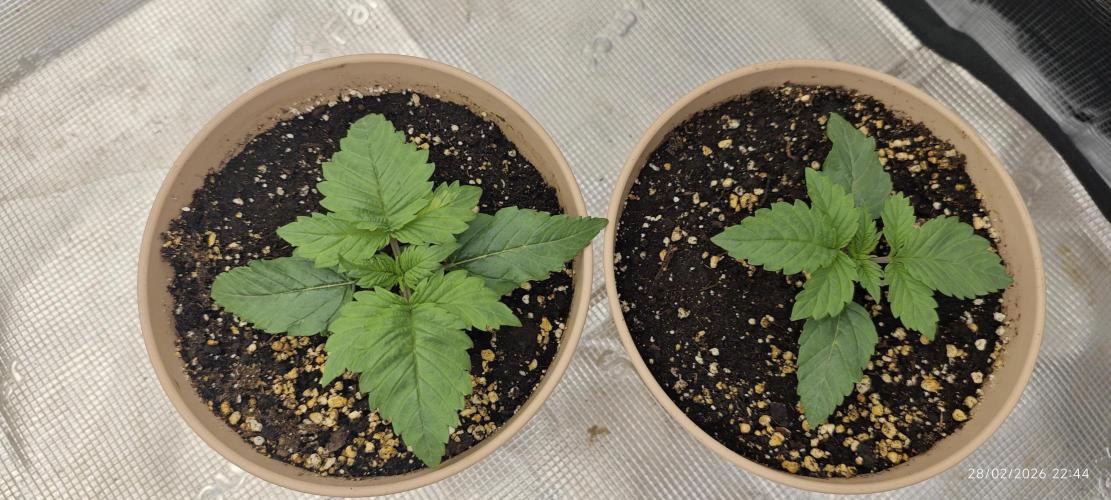 GORILLA ZKITTLEZ - Barney's Farm. Week 1