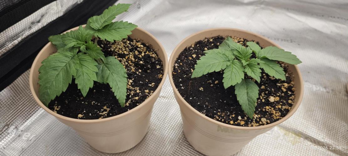 GORILLA ZKITTLEZ - Barney's Farm. Week 1