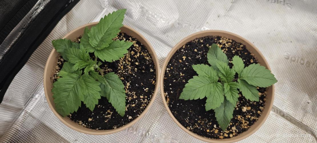 GORILLA ZKITTLEZ - Barney's Farm. Week 1