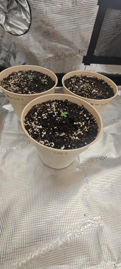 LSD - Barney's Farm. Week 1