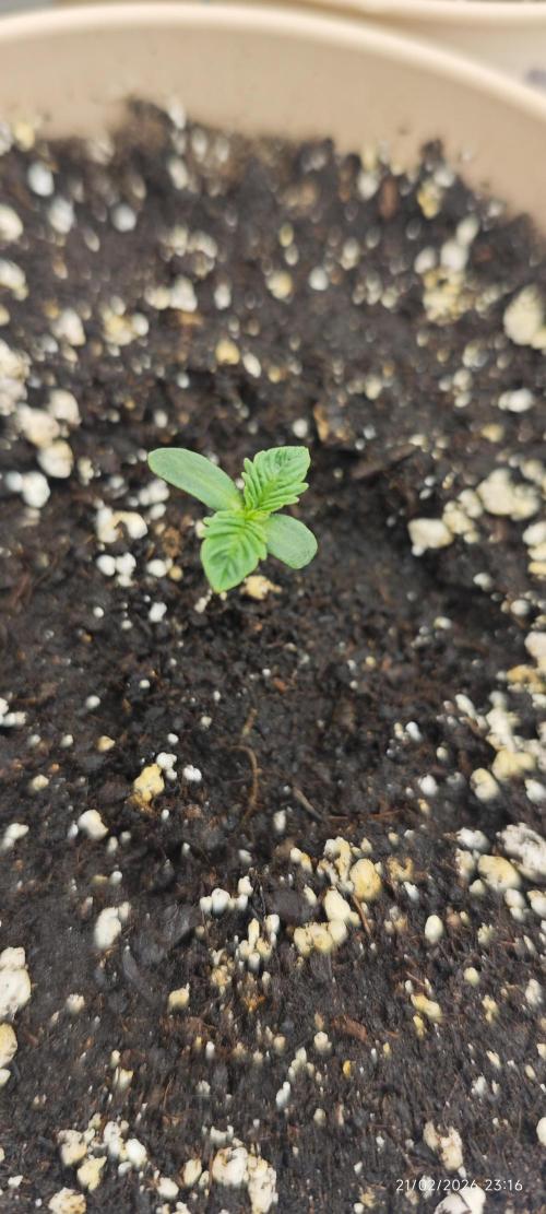 LSD - Barney's Farm. Week 1