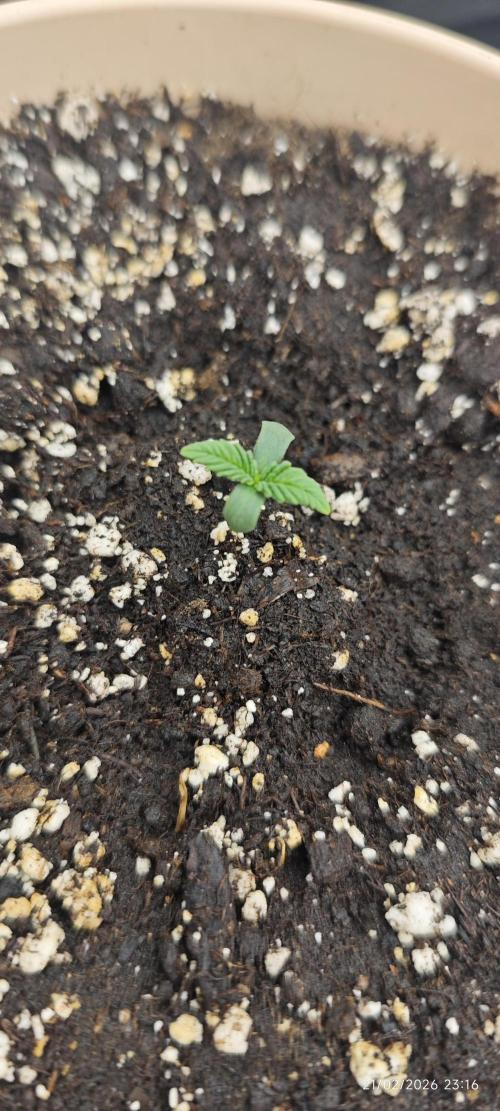 LSD - Barney's Farm. Week 1