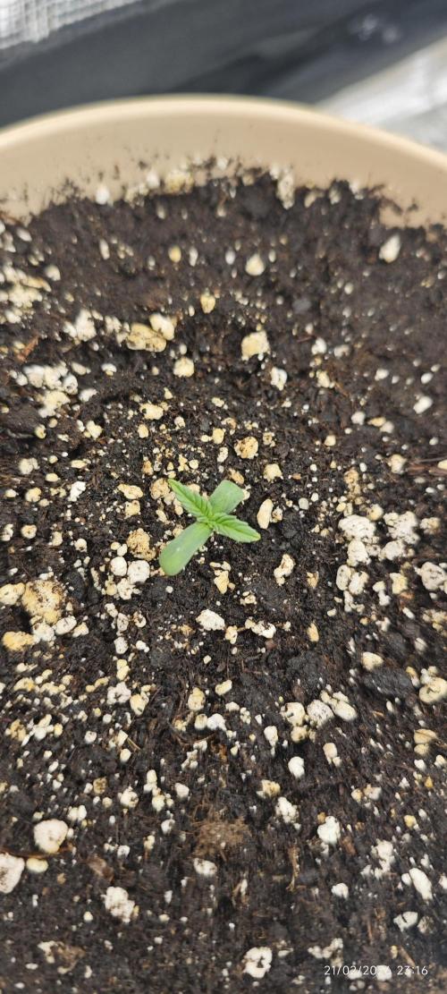 LSD - Barney's Farm. Week 1