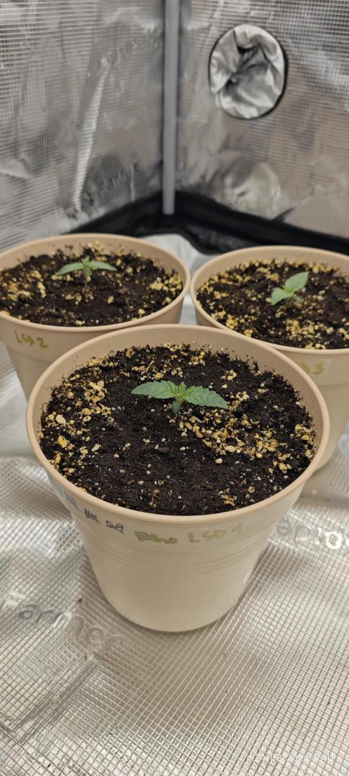 LSD - Barney's Farm. Week 1