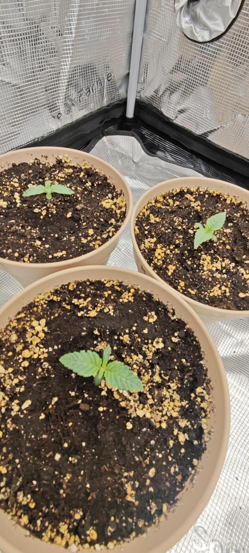 LSD - Barney's Farm. Week 1