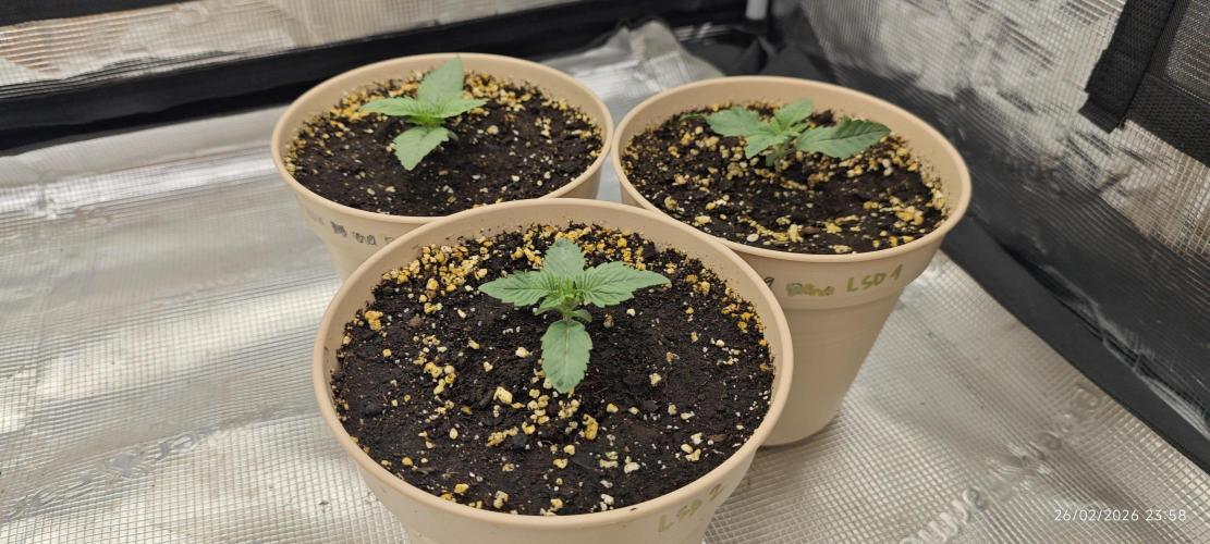 LSD - Barney's Farm. Week 1