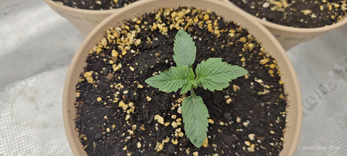 LSD - Barney's Farm. Week 1
