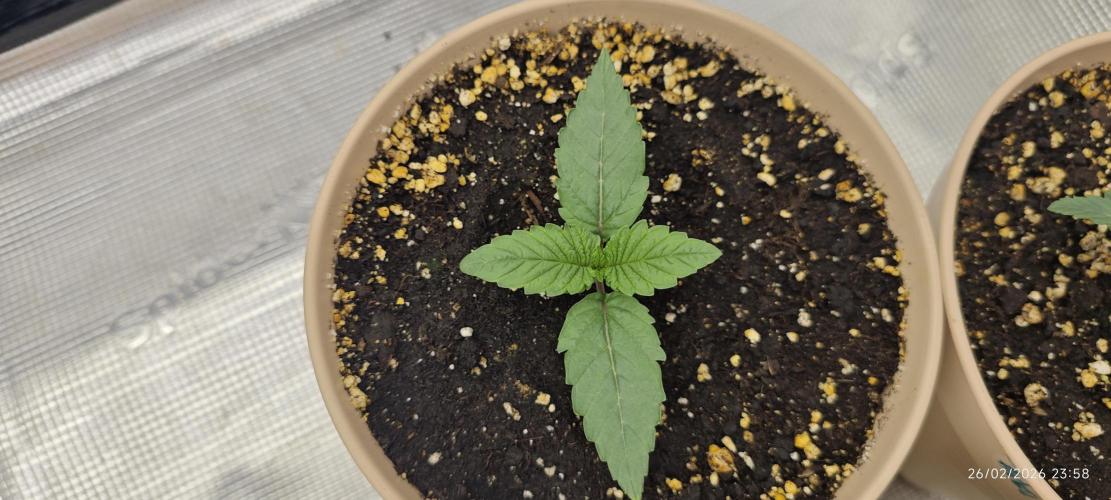 LSD - Barney's Farm. Week 1