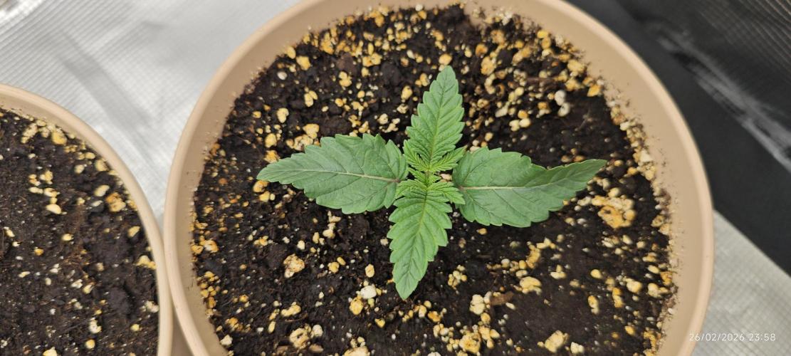 LSD - Barney's Farm. Week 1