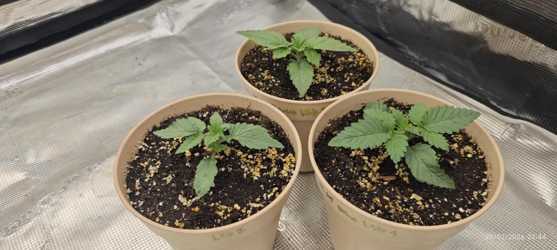 LSD - Barney's Farm. Week 1