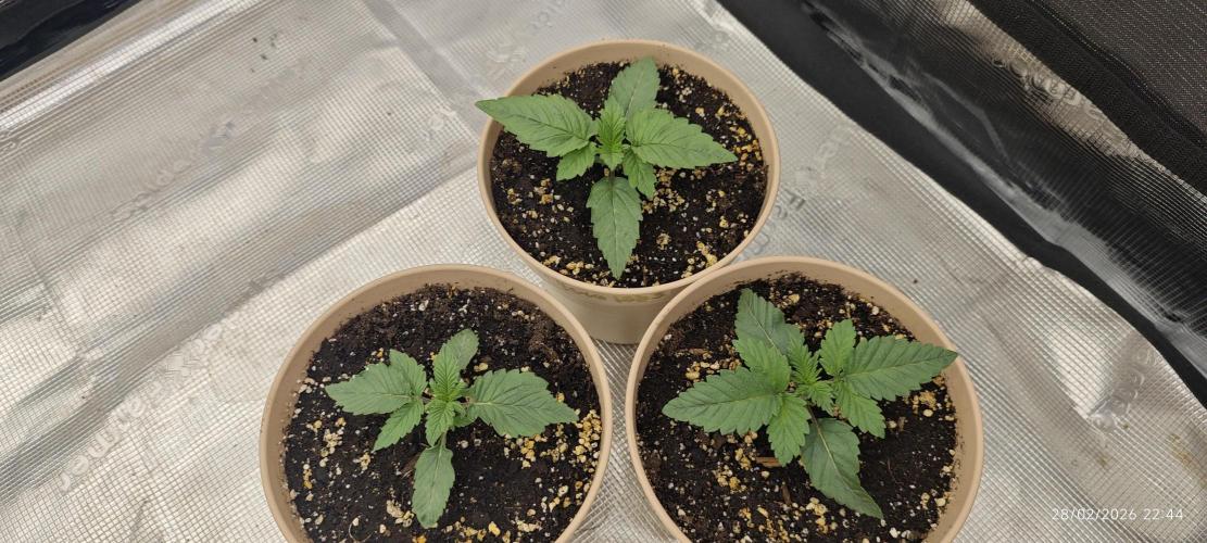 LSD - Barney's Farm. Week 1