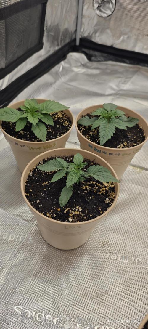 LSD - Barney's Farm. Week 1