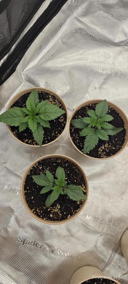 LSD - Barney's Farm. Week 1