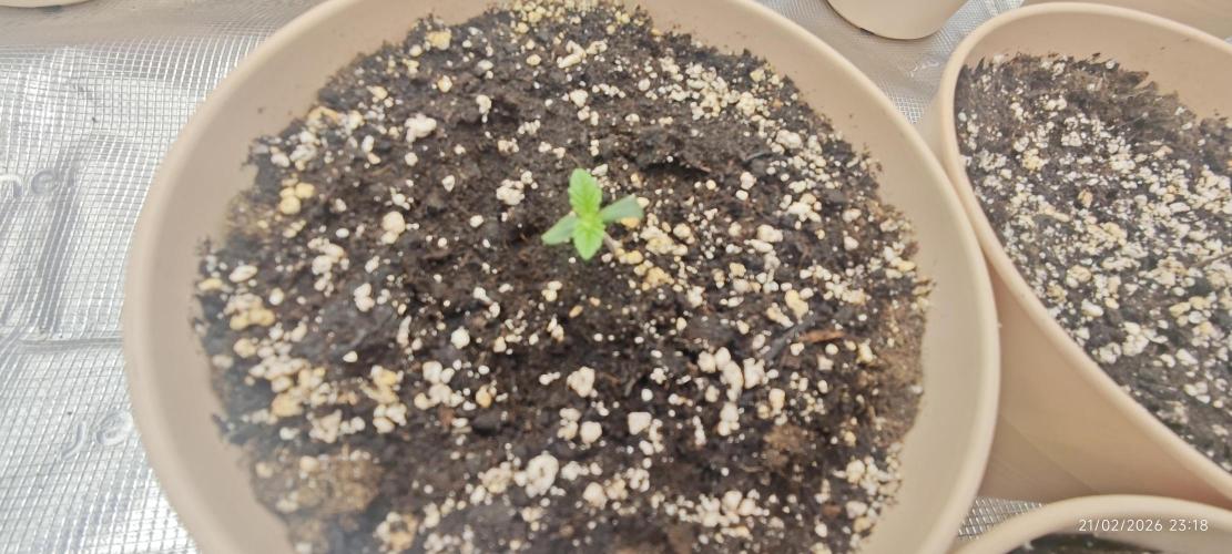 BUBBA KUSH - Barney's Farm. Week 1