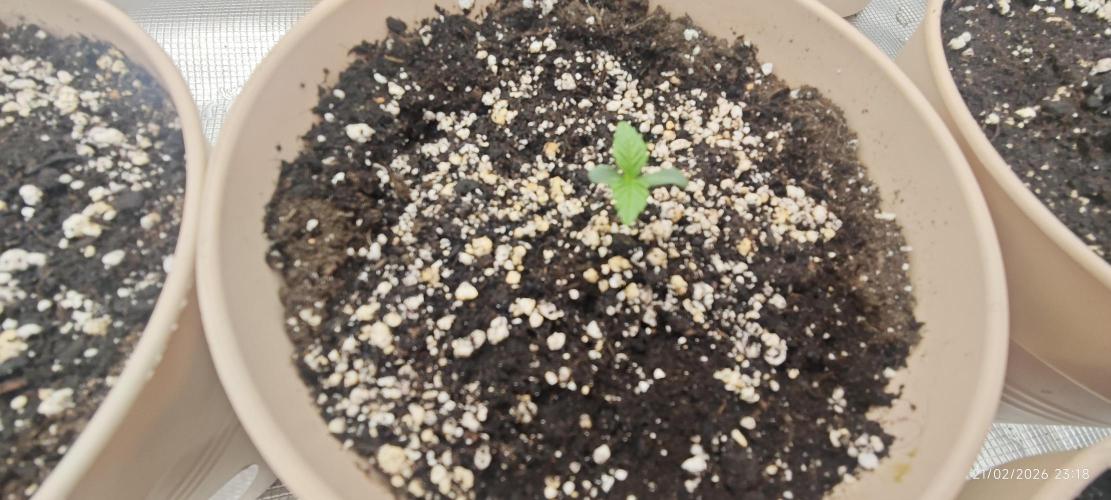 BUBBA KUSH - Barney's Farm. Week 1