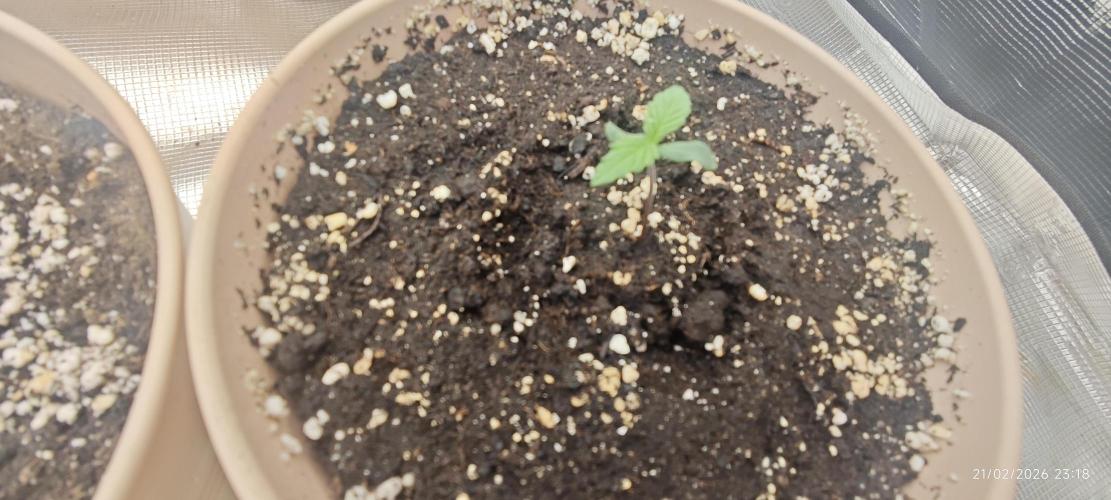 BUBBA KUSH - Barney's Farm. Week 1
