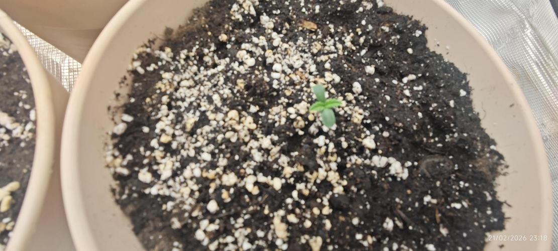 BUBBA KUSH - Barney's Farm. Week 1