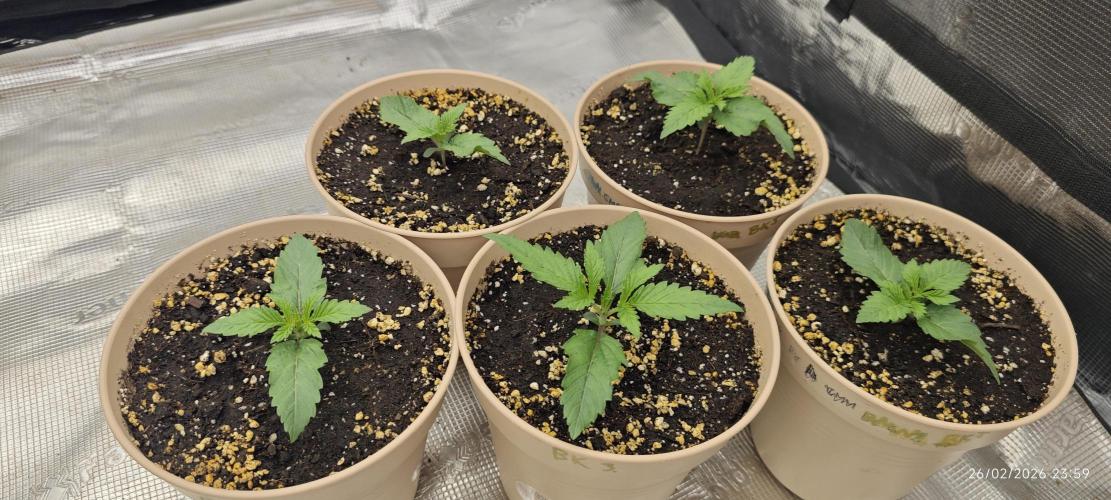 BUBBA KUSH - Barney's Farm. Week 1