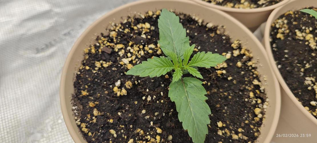 BUBBA KUSH - Barney's Farm. Week 1