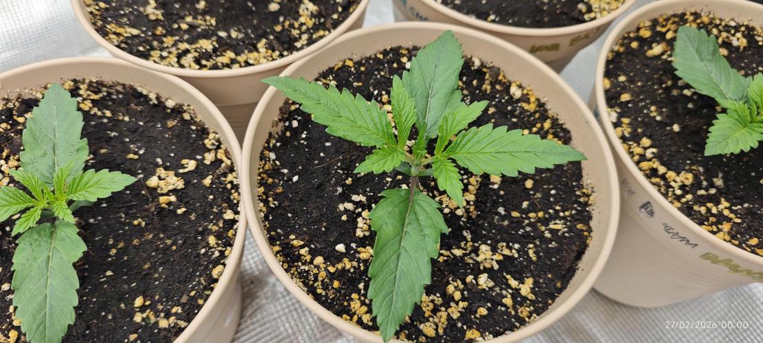 BUBBA KUSH - Barney's Farm. Week 1
