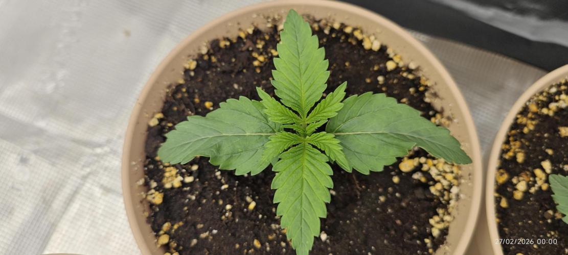 BUBBA KUSH - Barney's Farm. Week 1