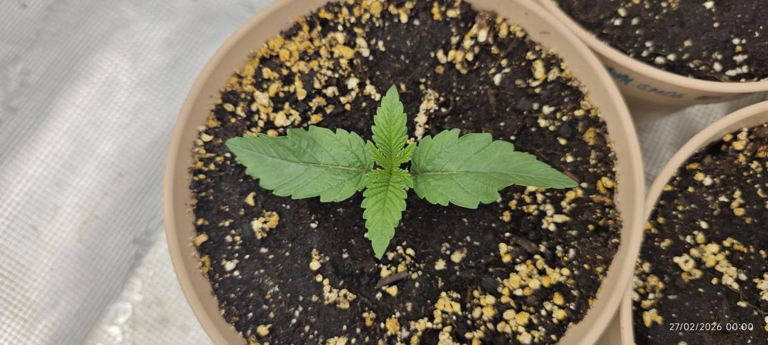 BUBBA KUSH - Barney's Farm. Week 1