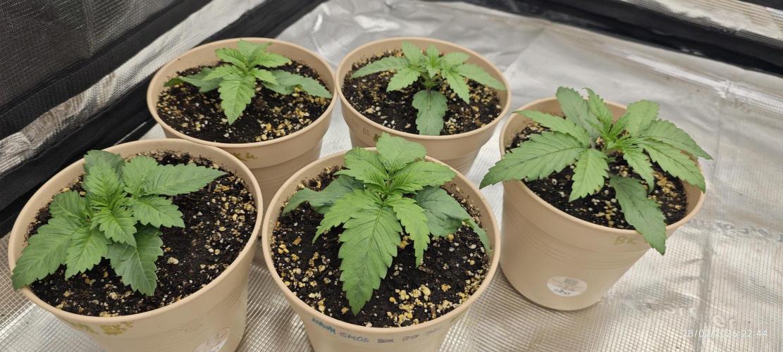 BUBBA KUSH - Barney's Farm. Week 1