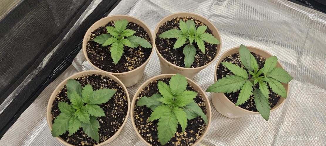 BUBBA KUSH - Barney's Farm. Week 1