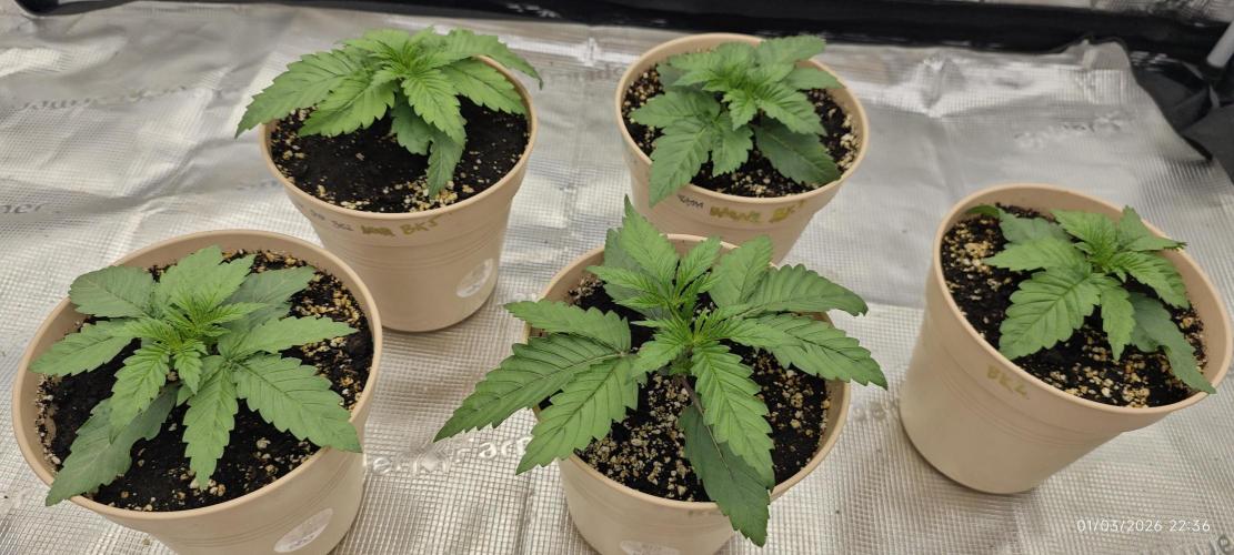 BUBBA KUSH - Barney's Farm. Week 1