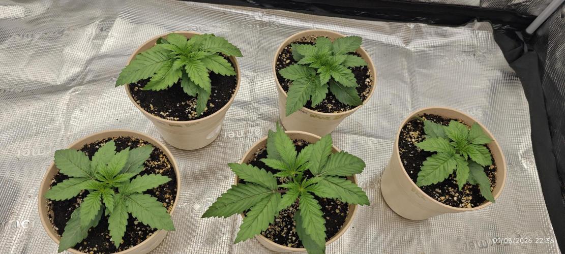 BUBBA KUSH - Barney's Farm. Week 1