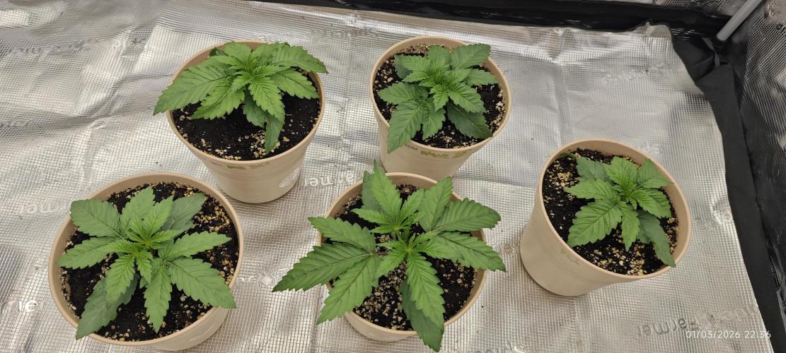 BUBBA KUSH - Barney's Farm. Week 1