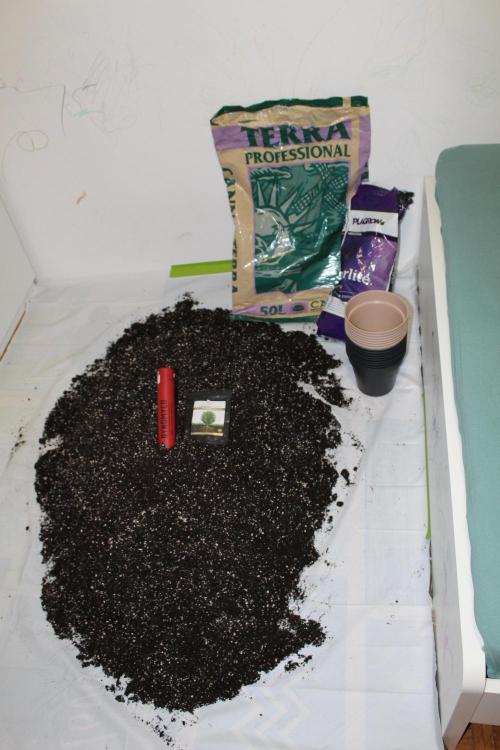 KING LOUIS GARCIA goes to Morocco :). Week 0 - 2.3.2026. I added like 30% more perlite and these mycos in soil
