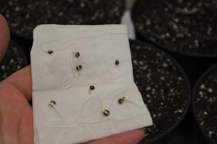 KING LOUIS GARCIA goes to Morocco :). Week 0 - 2.3.2026.