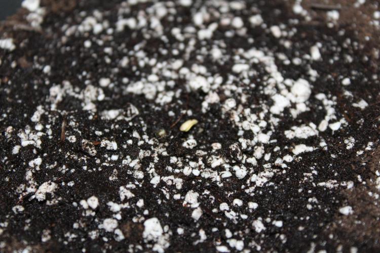 KING LOUIS GARCIA goes to Morocco :). Week 0 - This one is in rush :) she came up while i was finishing puting in soil last one