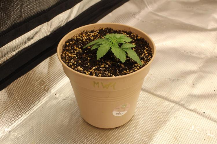 WEMBLEY X MENDOCINO Pyramid Seeds. Week 2