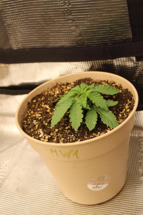 WEMBLEY X MENDOCINO Pyramid Seeds. Week 2