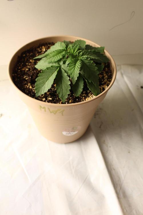 WEMBLEY X MENDOCINO Pyramid Seeds. Week 2