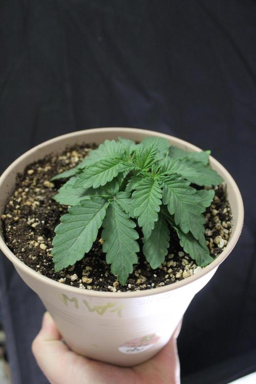 WEMBLEY X MENDOCINO Pyramid Seeds. Week 2