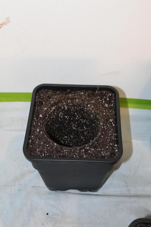 WEMBLEY X MENDOCINO Pyramid Seeds. Week 2
